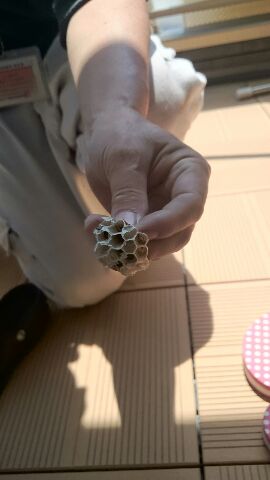 新築バルコニー蜂の巣駆除