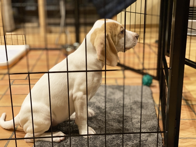 犬フロアコーティング
